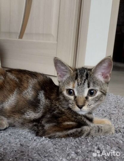 Котята в добрые руки бесплатно