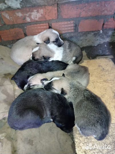 Щенки помесь с Алабаем
