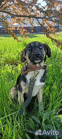 Ищет дом щенок не крупной Собачки Леди