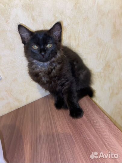 Котенок