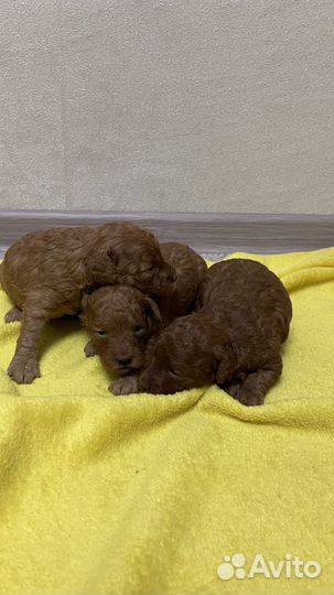 Щенки той пуделя красные