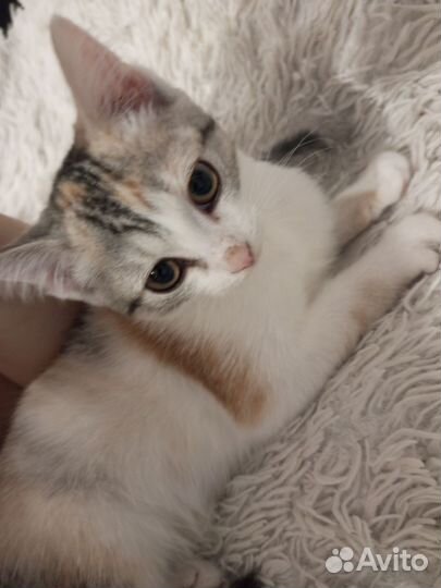 Кошка в дар бесплатно
