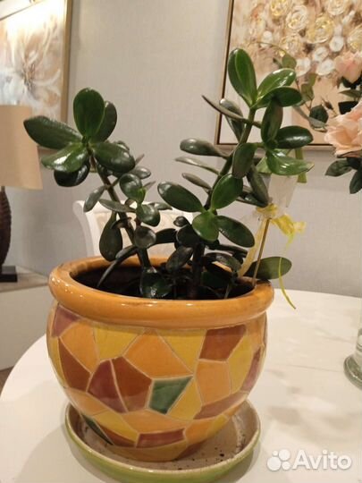 Толстянка денежное дерево