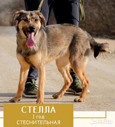 Стелла, 1 год. Стерилизована. Привезём на испыт. с