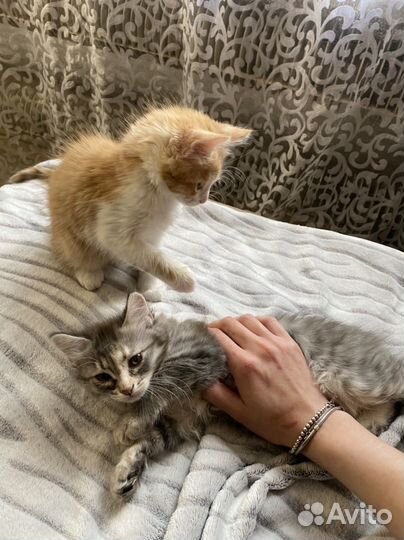 Котята в добрые руки даром