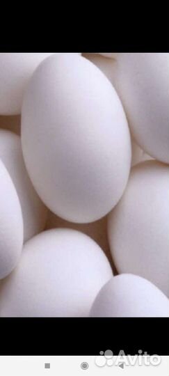 Инкубационное яйцо кур породы Легорн