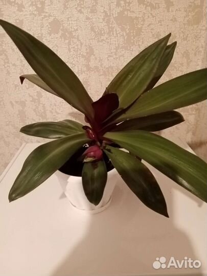 Традесканция рэо