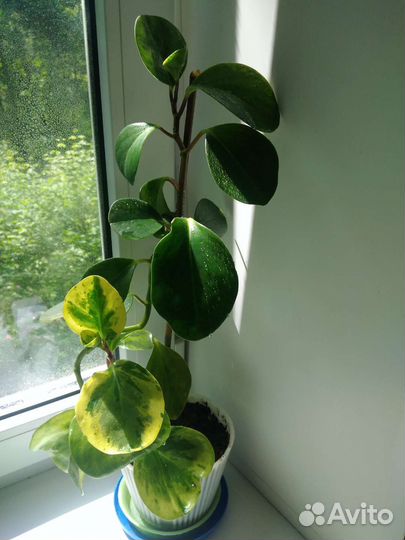 Растения комнатные, 5 видов