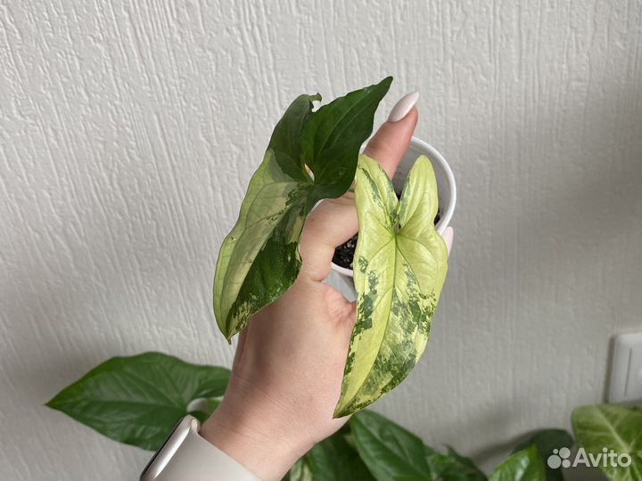 Сингониум imperial white