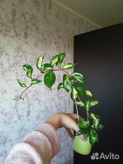 Хойя лакуноза эскимо сильвер, приктай, бразил