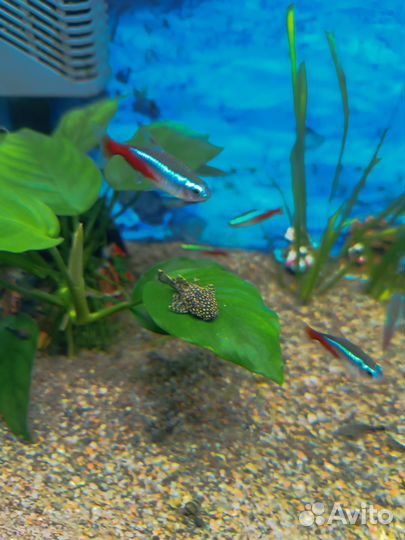 Сомики анцитрусы