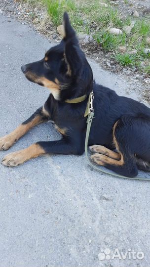 Красивущий щенок подросток