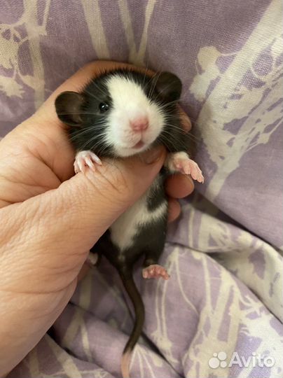 Крысята дамбо много окрасов