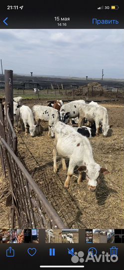 Быки и телки