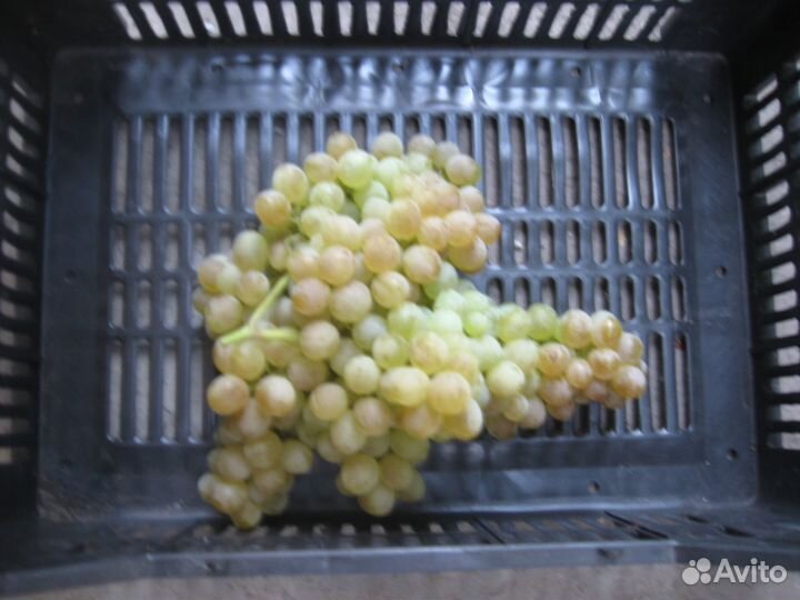 Черенки винограда бессемянных кишмишных сортов