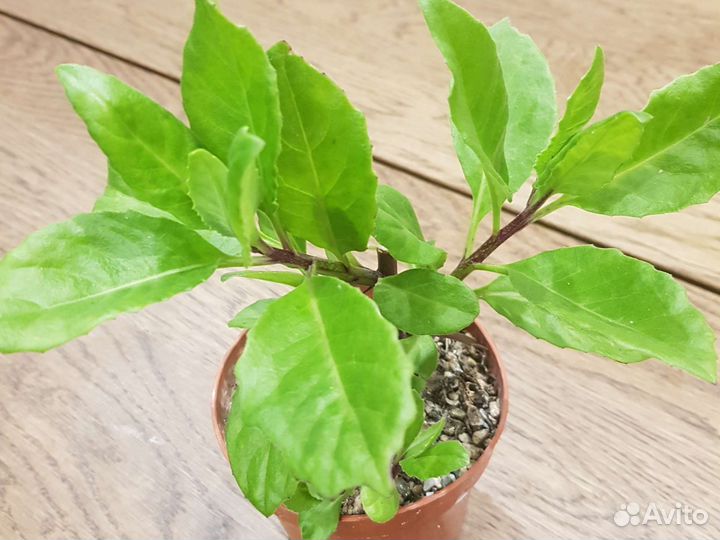 Седум буритто. Джинура, финиковая пальма