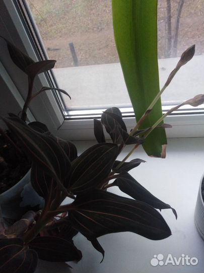 Орхидея лудизия