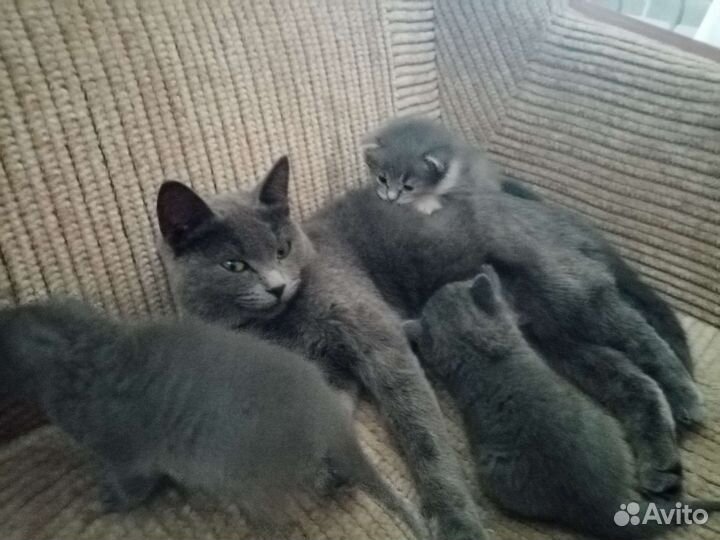 Котята в добрые руки бесплатно