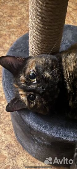 Догситтер/котоняня