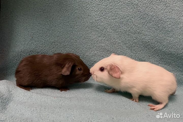 Морские свинки селф и калифорния