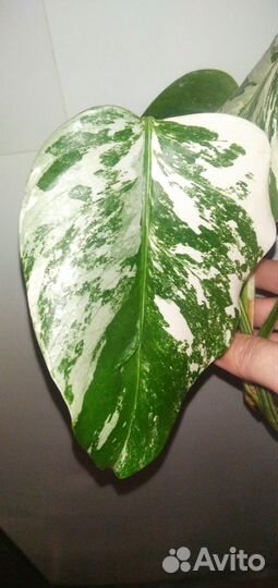 Монстера альба