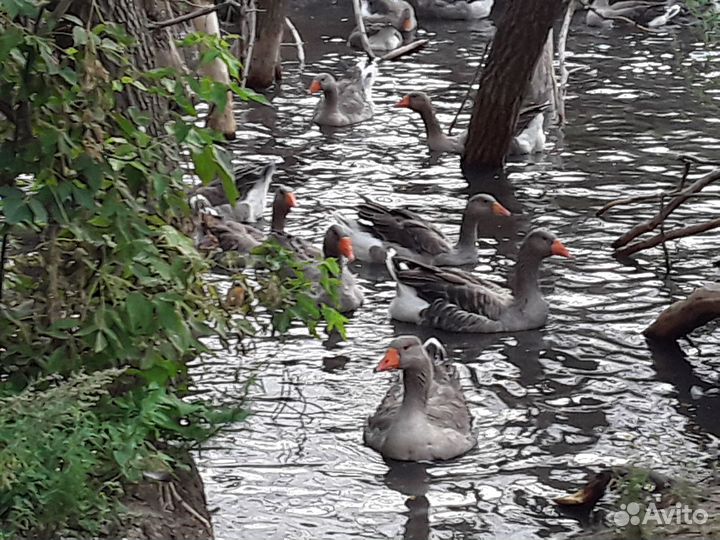 Гуси серый крупный своего племенного стада