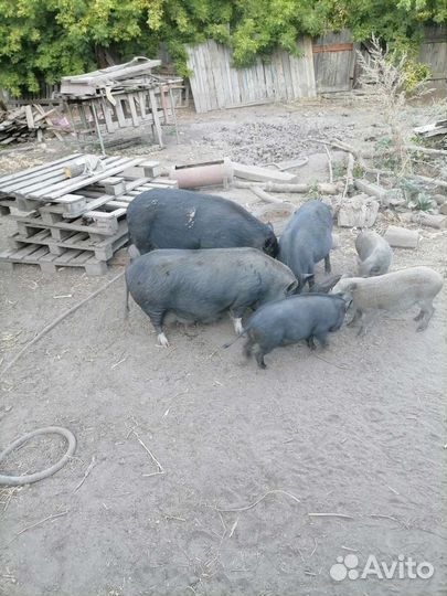 Вьетнамец+мангалица