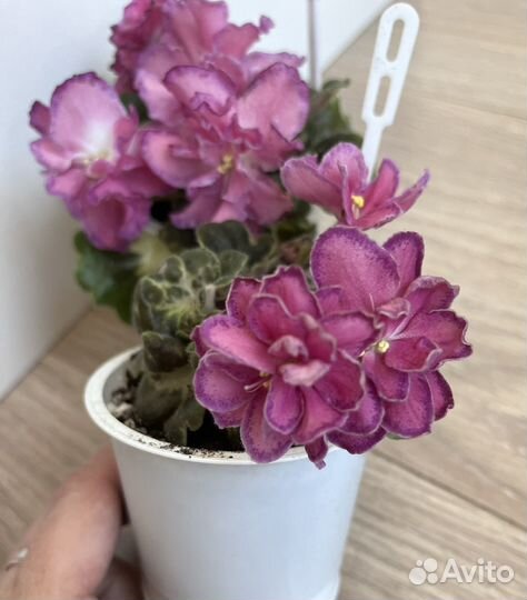 Цветущая фиалка ав-Фаберже