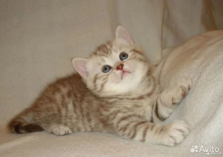 Котята Шотландские скоттиш страйт