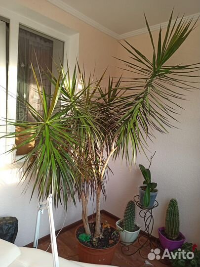 Комнатные цветы драцена