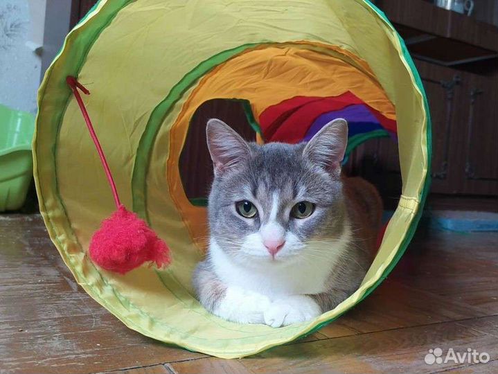 Молодая кошечка ищет дом