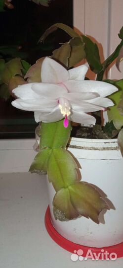 Комнатные цветы декабрист