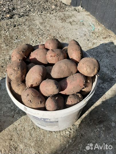 Семенной картофель гала