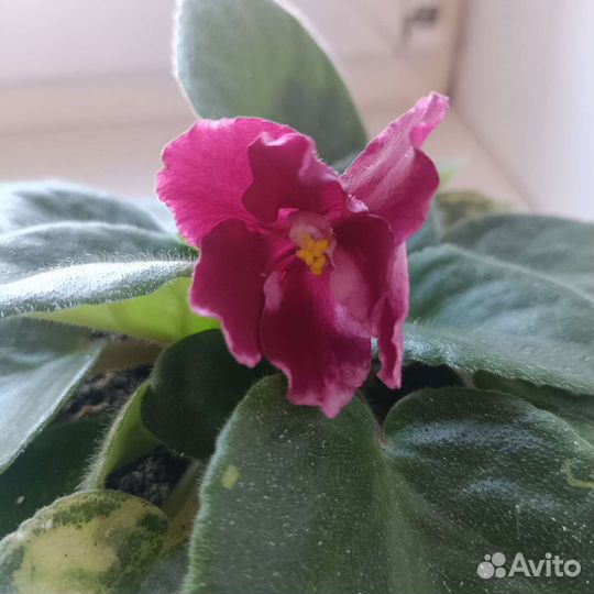 Фиалка сортовая