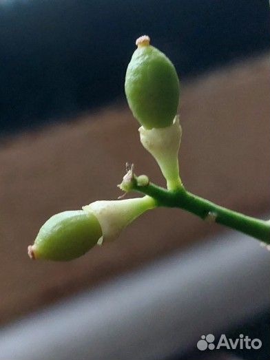 Лимон с плодами