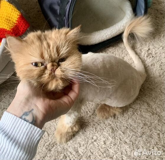 Персидская кошечка Милаша