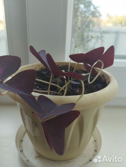 Комнатные цветы