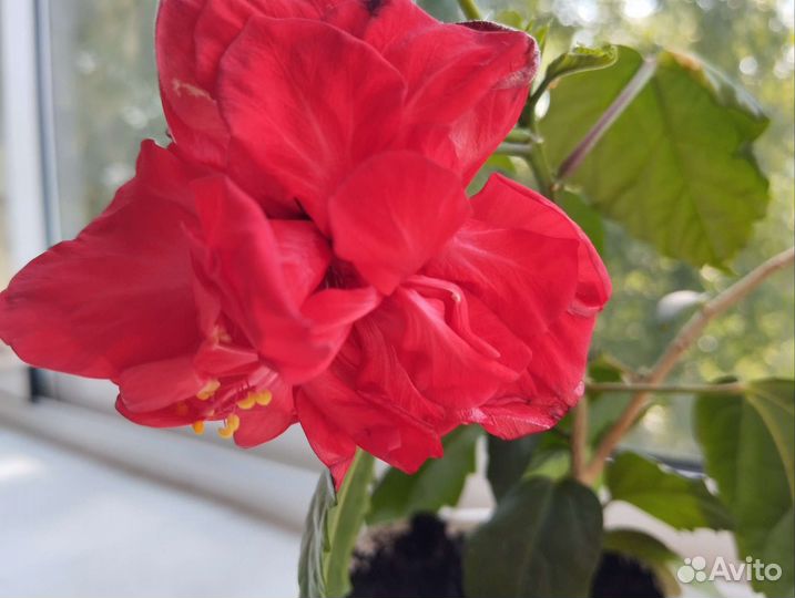 Гибискус китайская роза