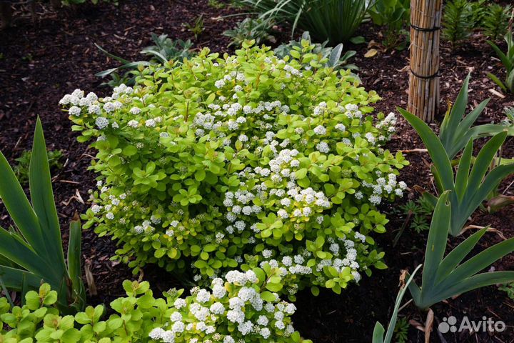 Спирея Тор Голд