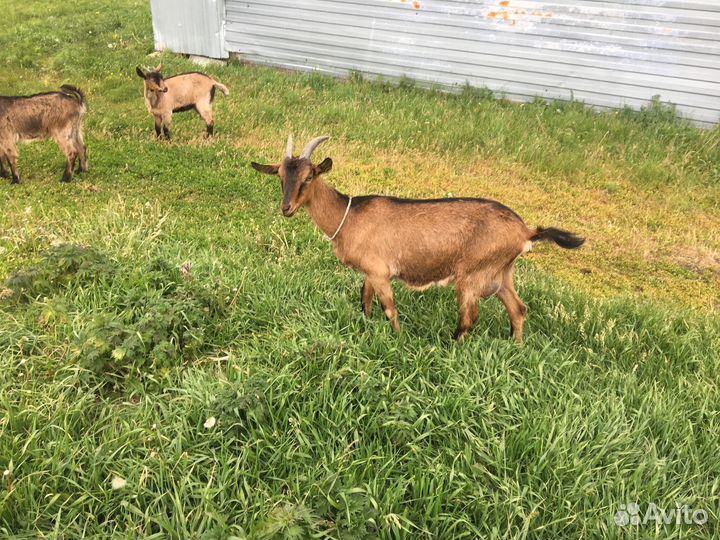 Козы чешской породы