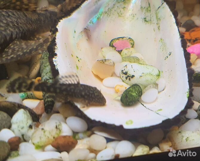 Отдам бесплатно, 2 малыша сомиков