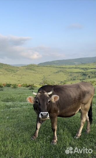 Коровы на продажу