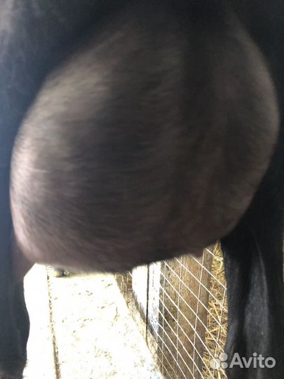 Коза дойная