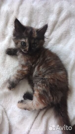 Котёнок девочка трёхцветная пушистая