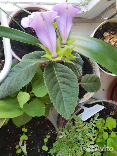 Глоксиния цветущая