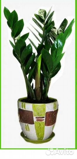 Замиокулькас