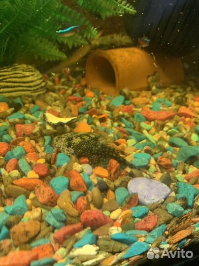 Продам сомиков