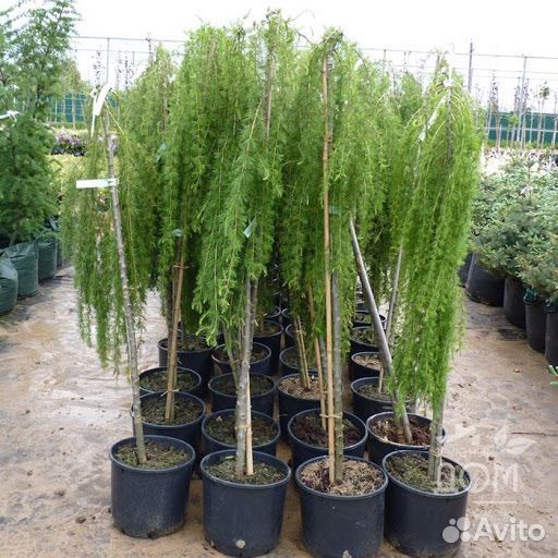 Саженцы плодовых деревьев