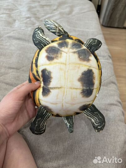Черепаха блоптоп