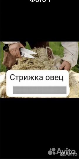 Стрижка овец